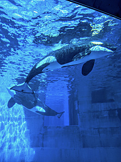 名古屋港水族館