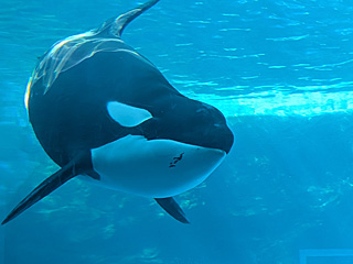 名古屋港水族館