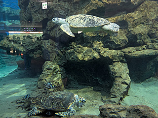 名古屋港水族館